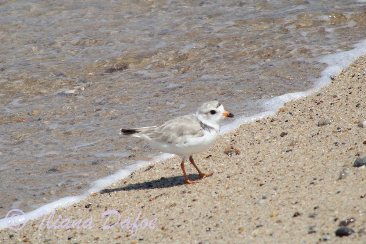 Piping Plover - ML639127919