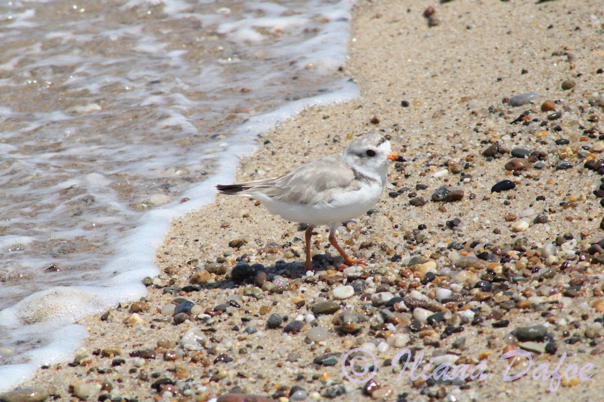 Piping Plover - ML639127920