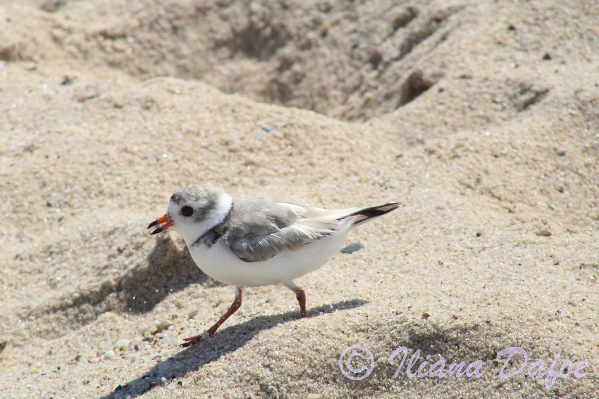 Piping Plover - ML639127930