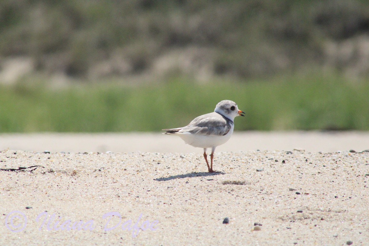 Piping Plover - ML639127932