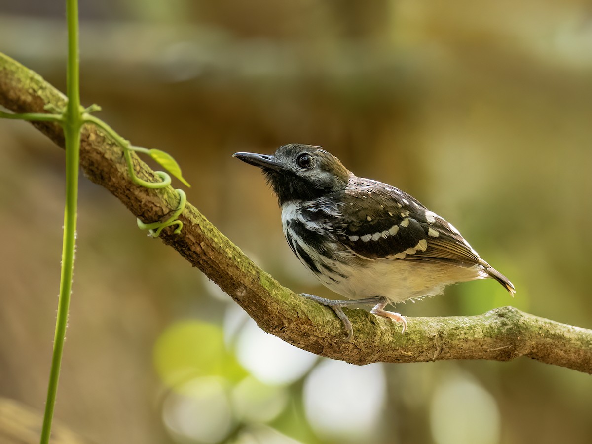 Dot-backed Antbird - ML639127962