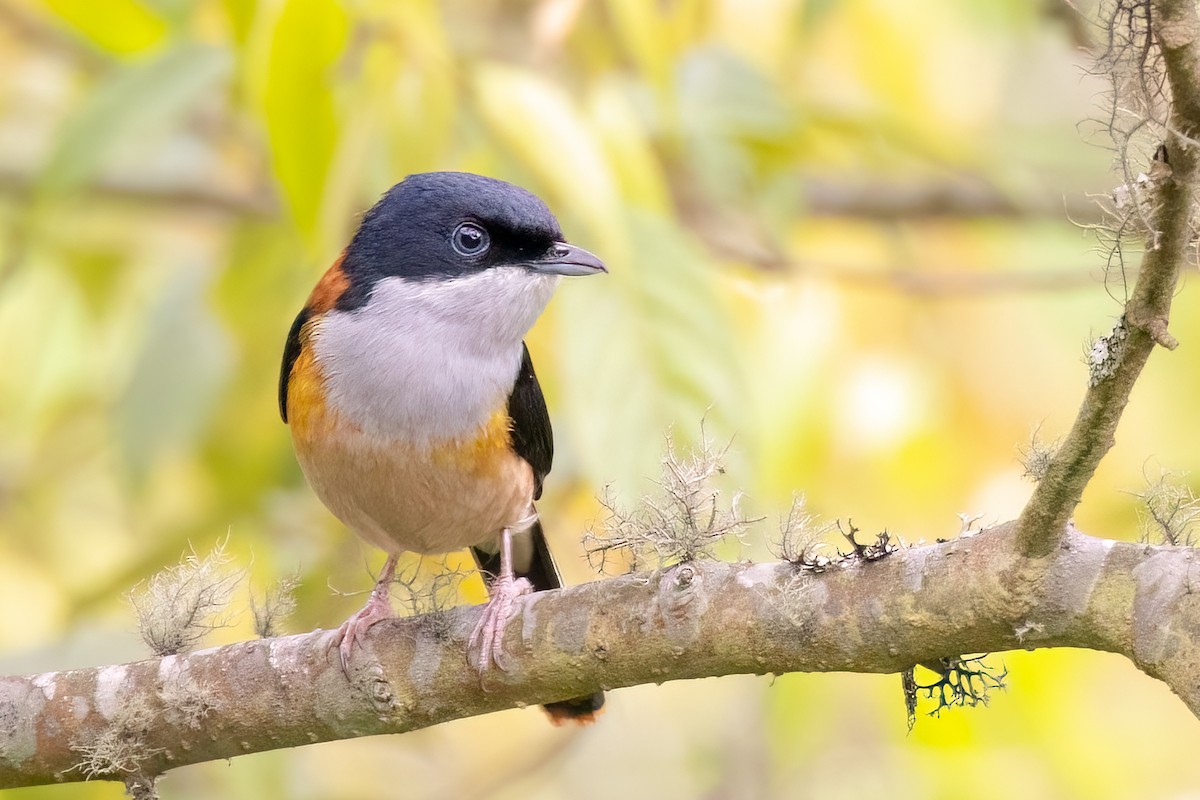 Black-headed Shrike-Babbler - ML639127967