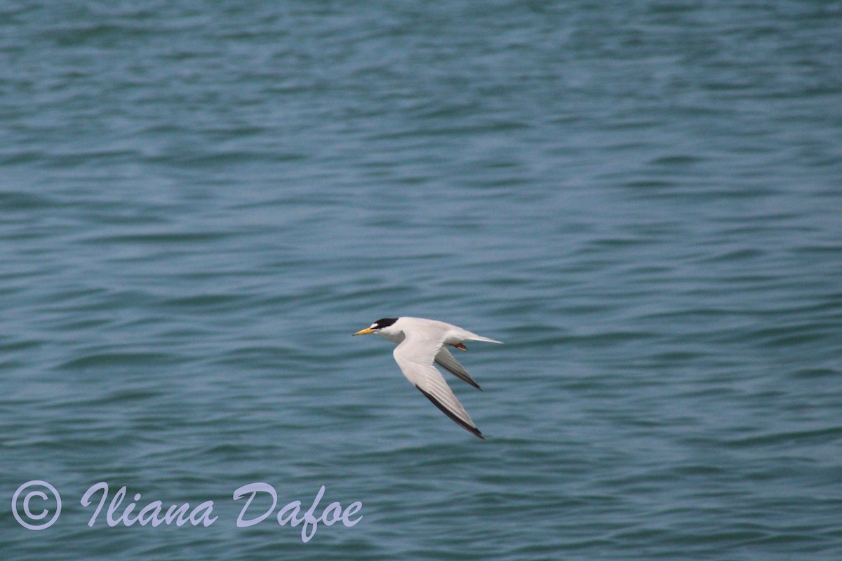 Least Tern - ML639127990