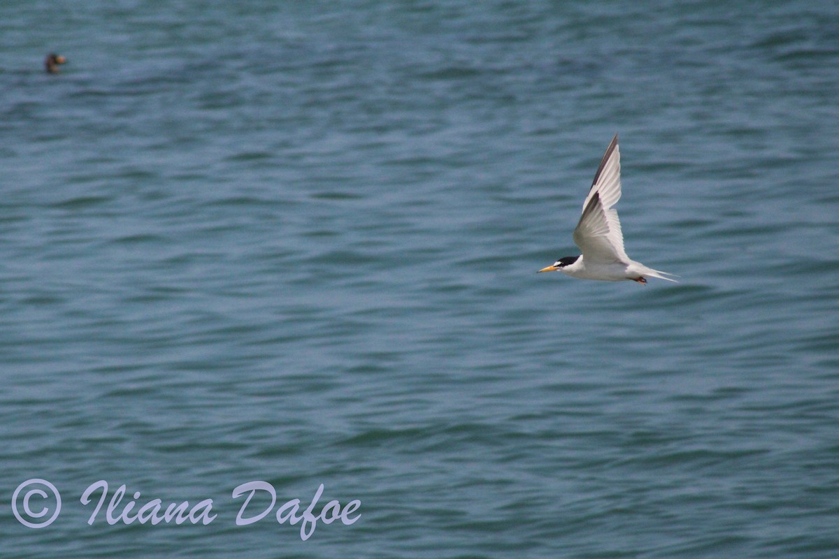 Least Tern - ML639127998