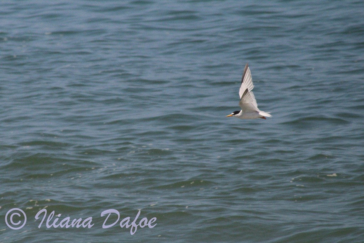 Least Tern - ML639127999