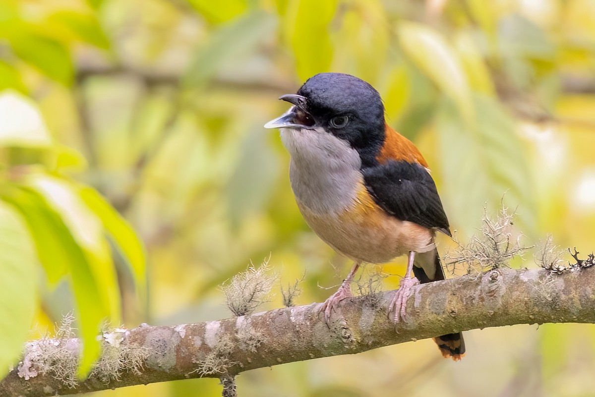 Black-headed Shrike-Babbler - ML639128042