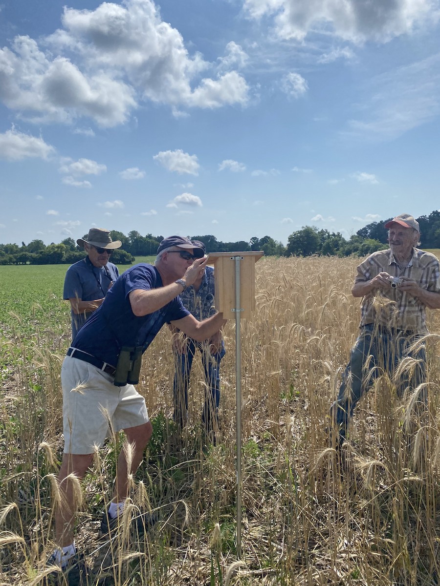 Eastern Bluebird - ML639128047