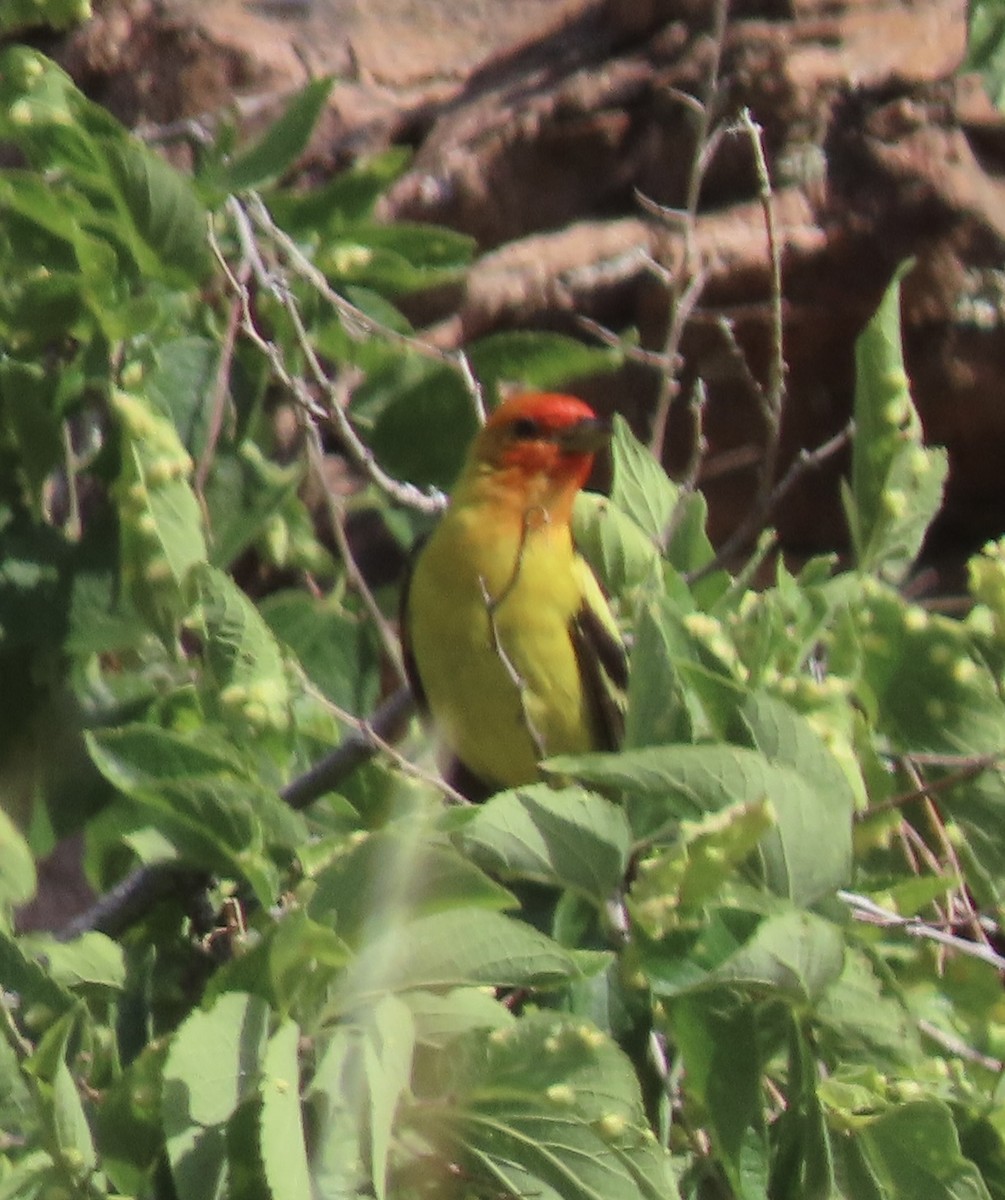 Western Tanager - ML639128061
