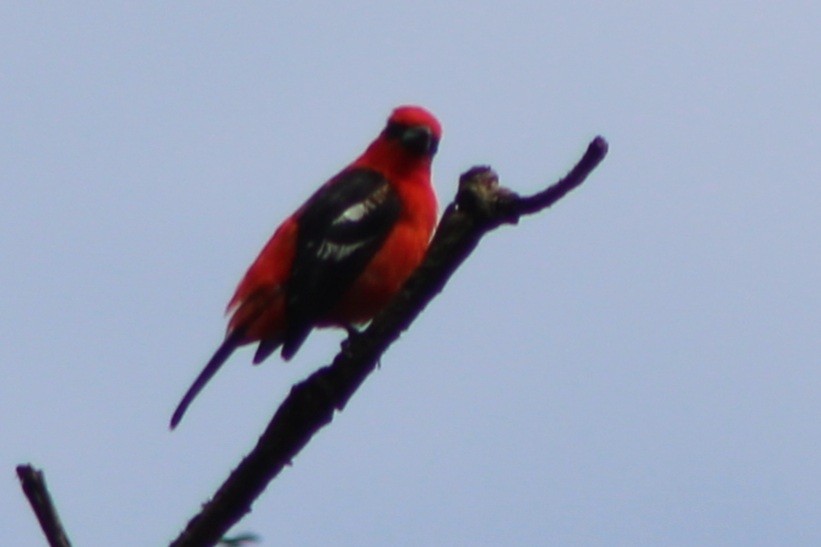 White-winged Tanager - ML639128094