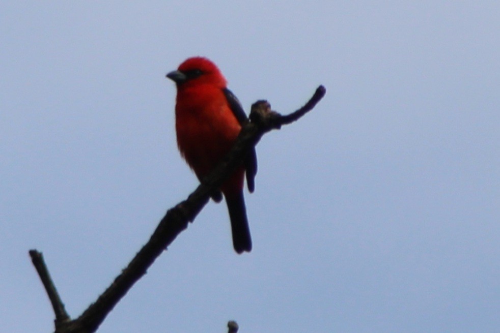 White-winged Tanager - ML639128098