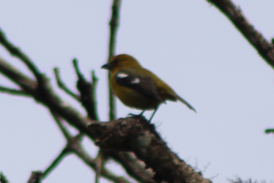 White-winged Tanager - ML639128099