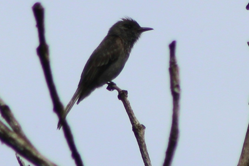 Smoke-colored Pewee - ML639128113