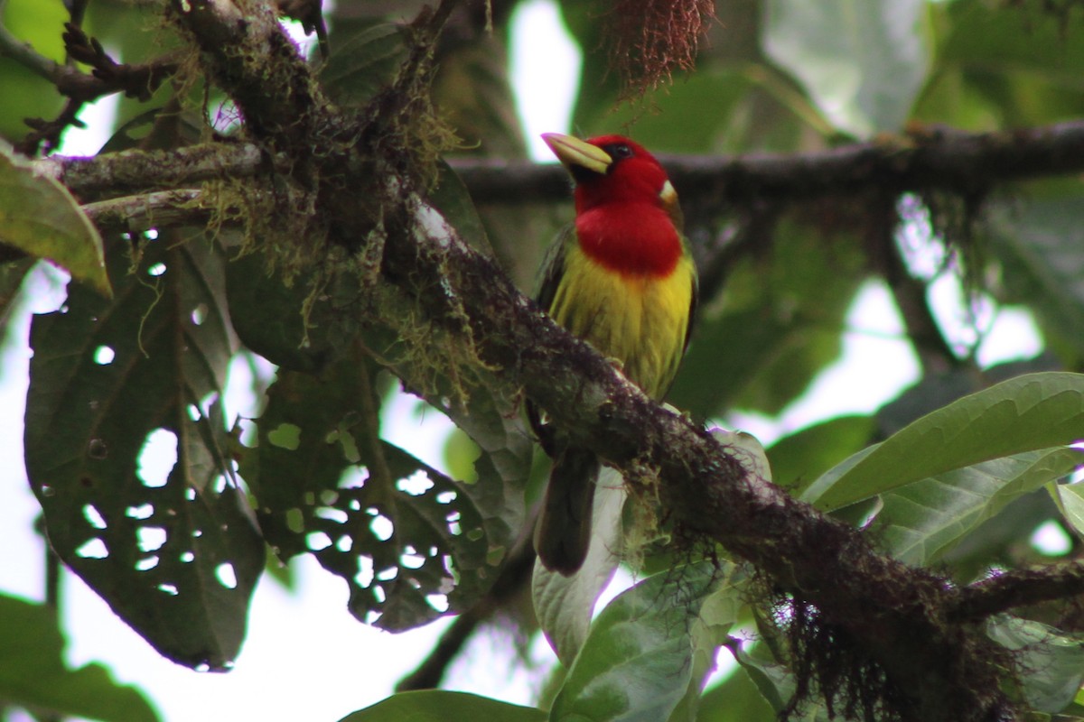 Red-headed Barbet - ML639128129
