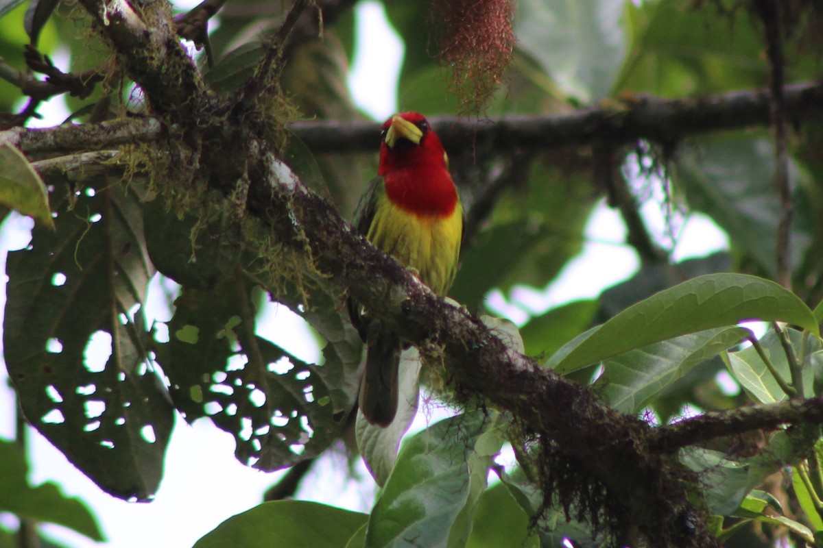 Red-headed Barbet - ML639128130