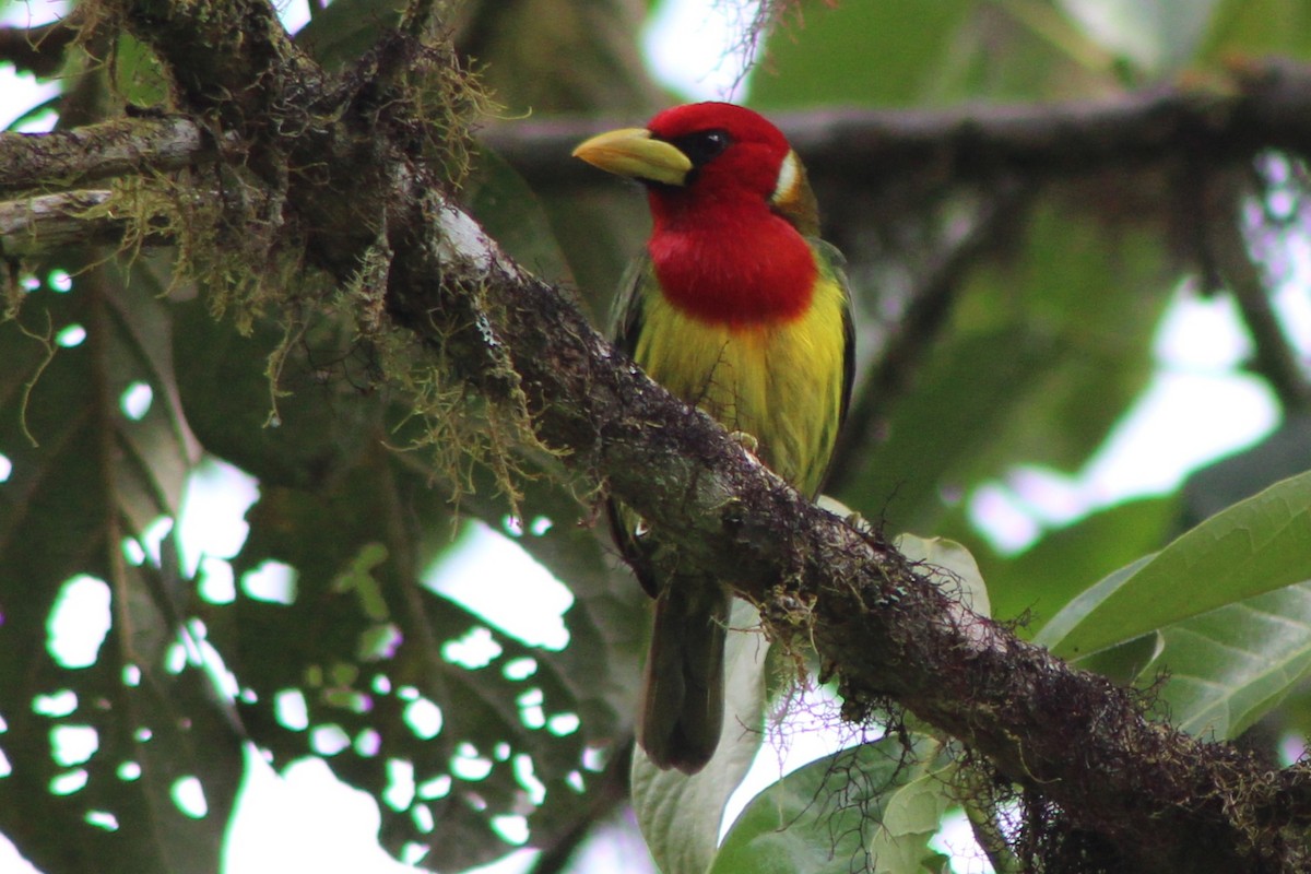 Red-headed Barbet - ML639128132