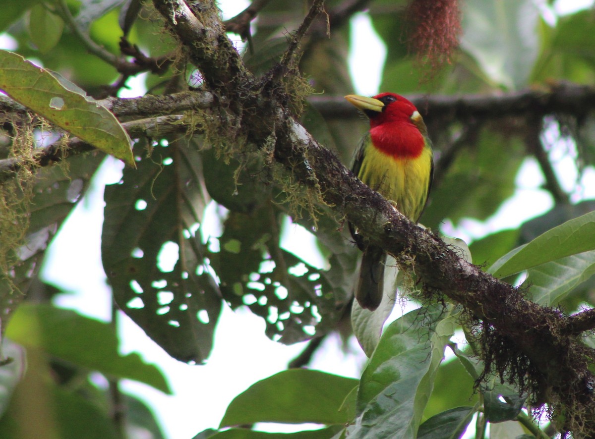 Red-headed Barbet - ML639128133
