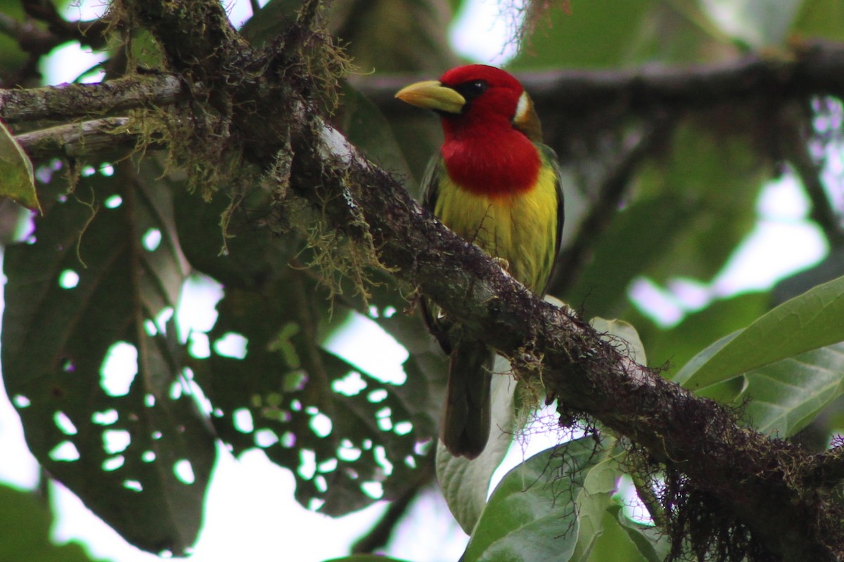 Red-headed Barbet - ML639128134