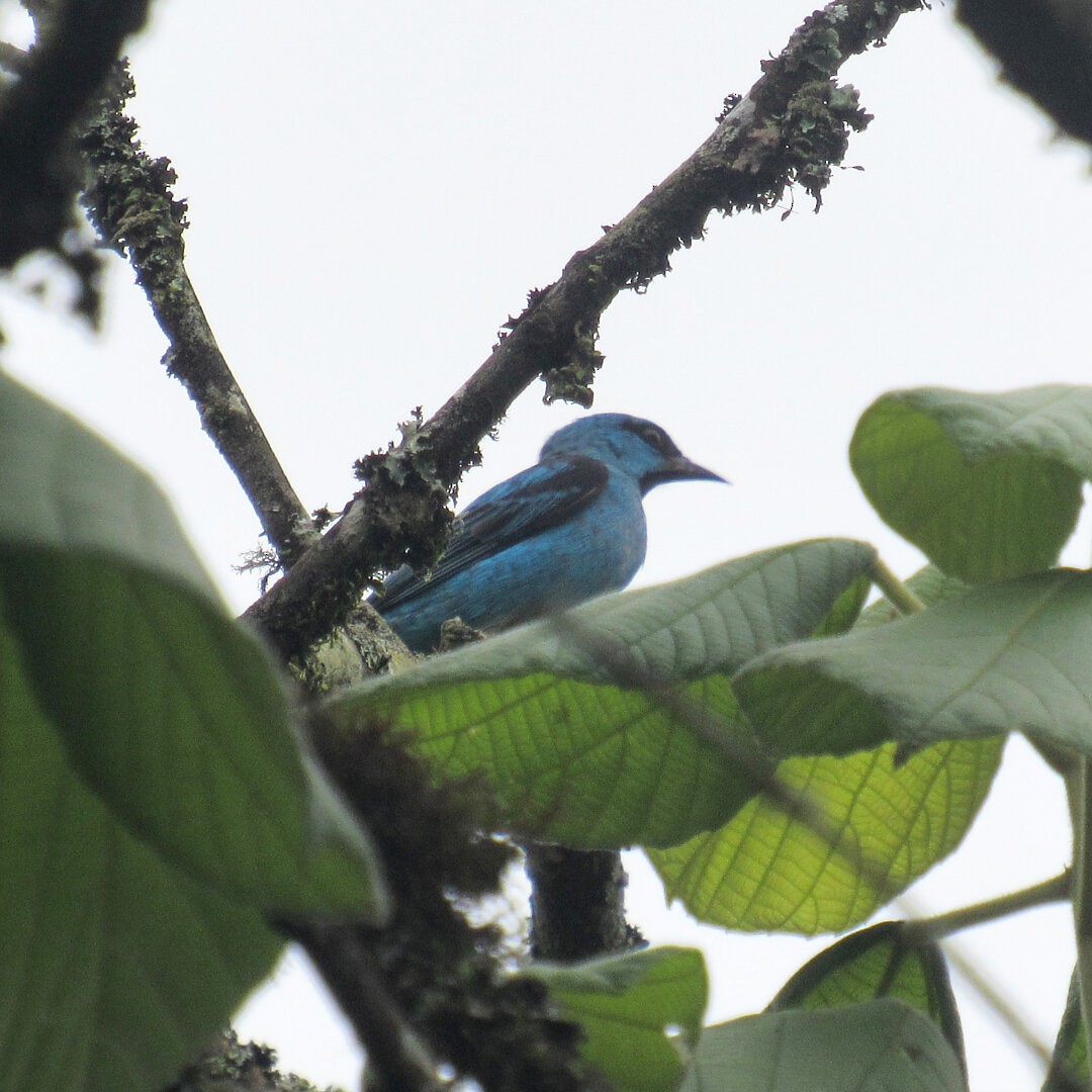 Blue Dacnis - ML639128144