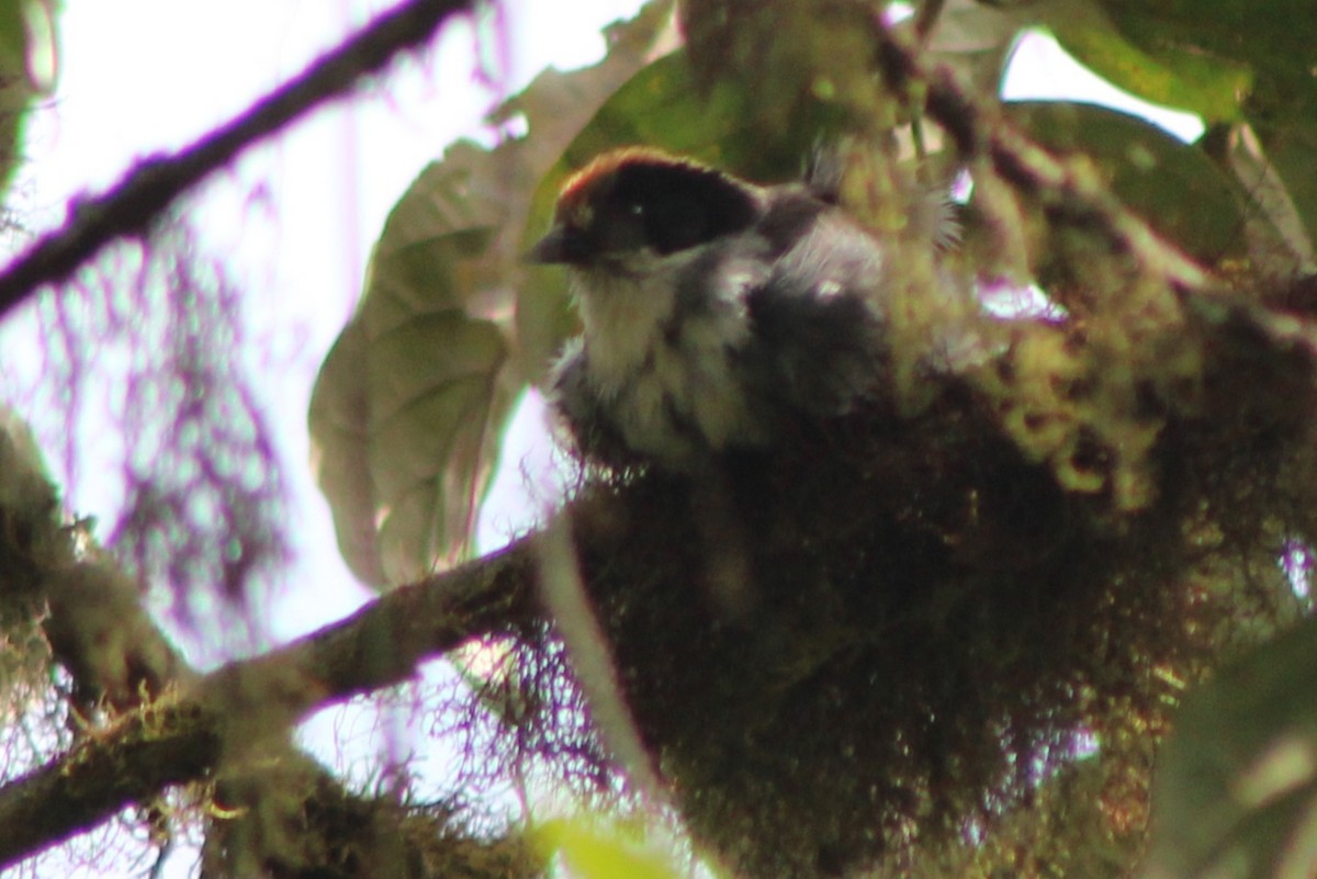 White-winged Brushfinch (White-winged) - ML639128176