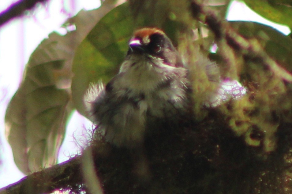 White-winged Brushfinch (White-winged) - ML639128177