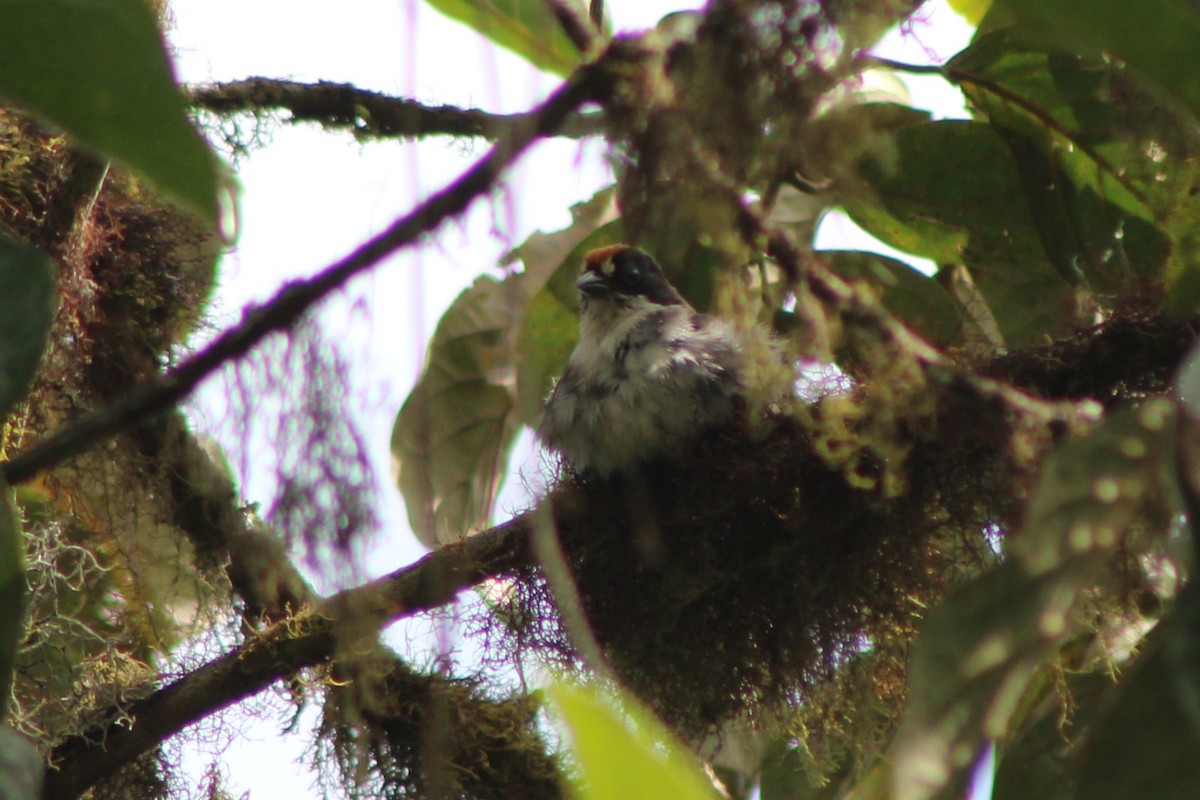 White-winged Brushfinch (White-winged) - ML639128179