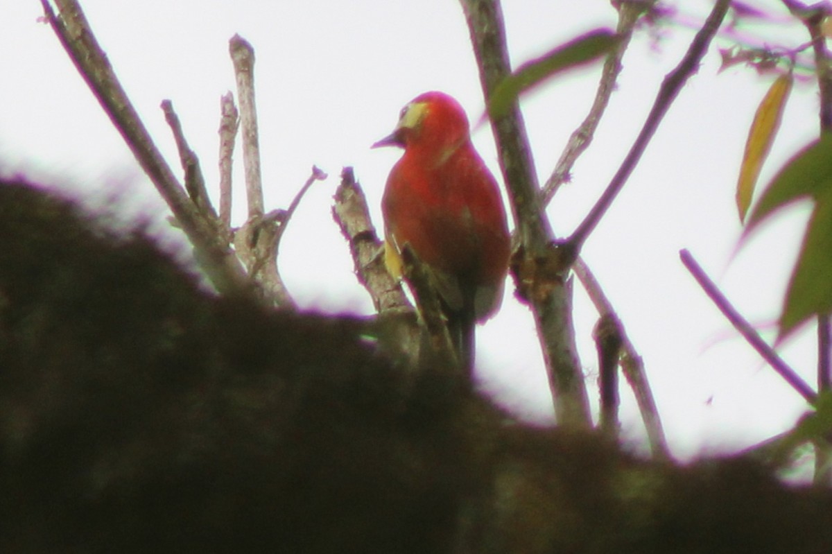 Crimson-mantled Woodpecker (Crimson-mantled) - ML639128210