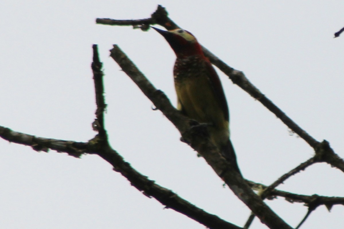 Crimson-mantled Woodpecker (Crimson-mantled) - ML639128211
