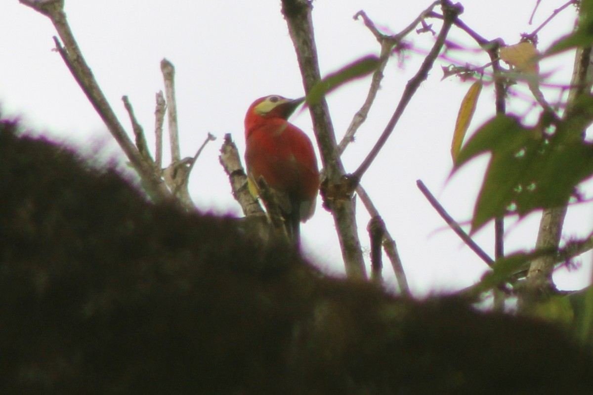 Crimson-mantled Woodpecker (Crimson-mantled) - ML639128212