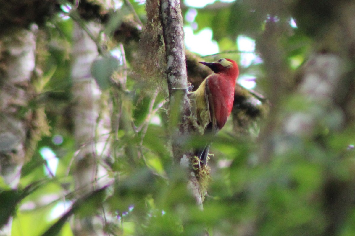Crimson-mantled Woodpecker (Crimson-mantled) - ML639128217