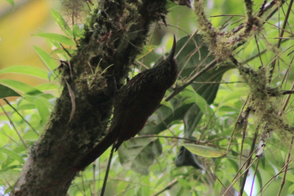 Montane Woodcreeper - ML639128237