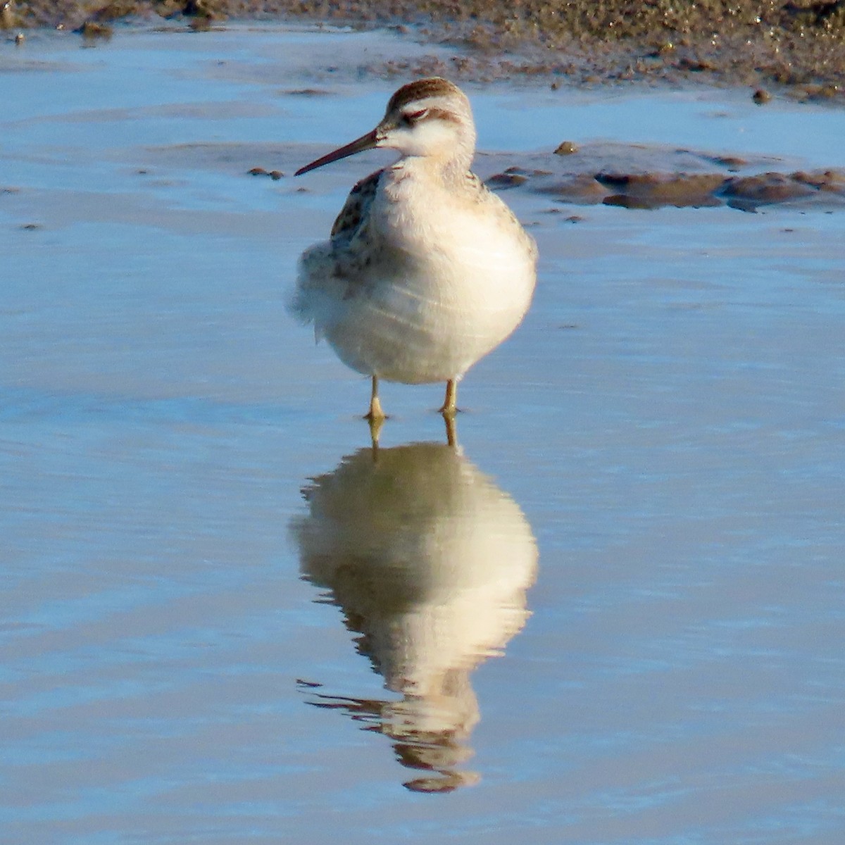 Wilson's Phalarope - ML639128282