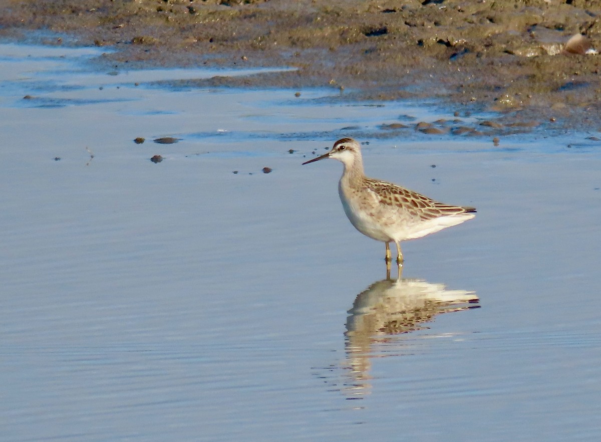 Wilson's Phalarope - ML639128283