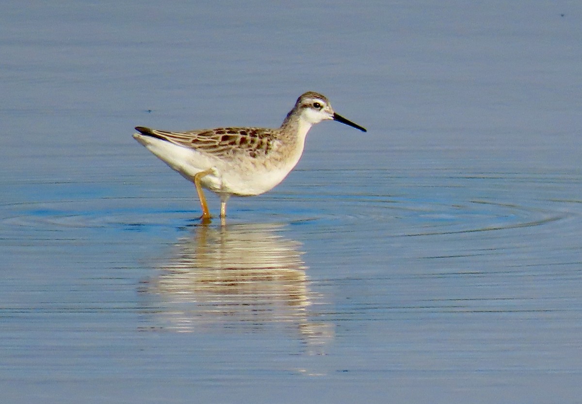 Wilson's Phalarope - ML639128284