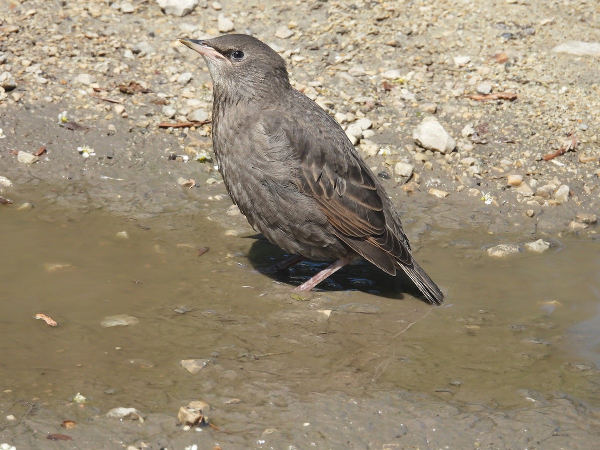 歐洲椋鳥 - ML639128302