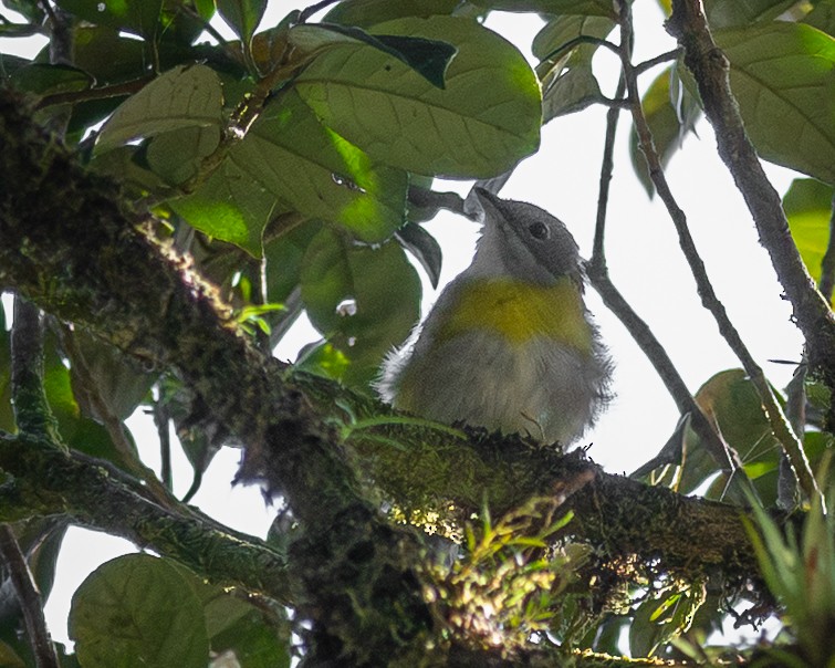 Ashy-throated Chlorospingus - ML639128384
