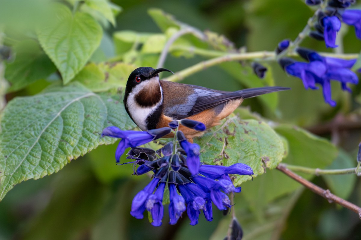 Picoespina Oriental - ML639128416