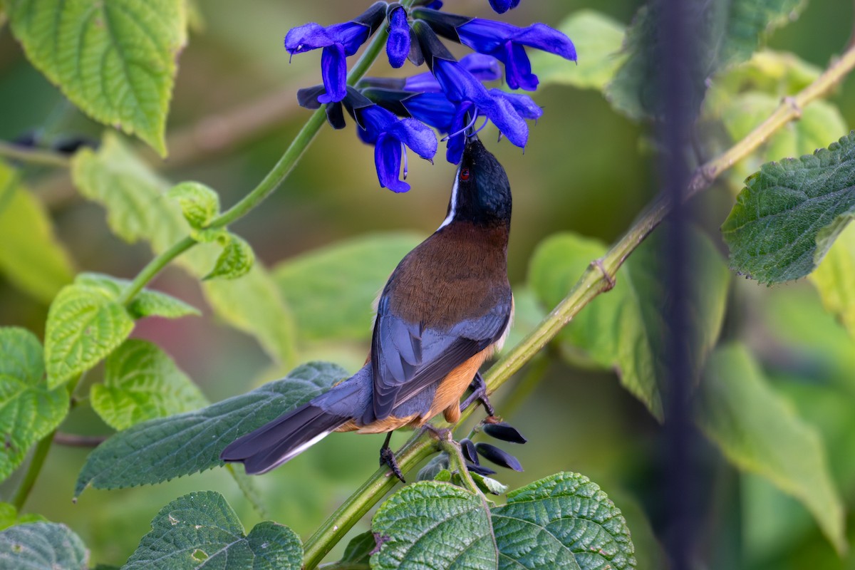 Picoespina Oriental - ML639128422