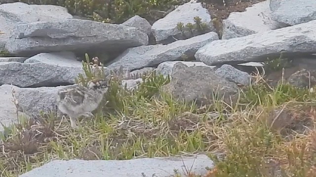 White-tailed Ptarmigan - ML639128627