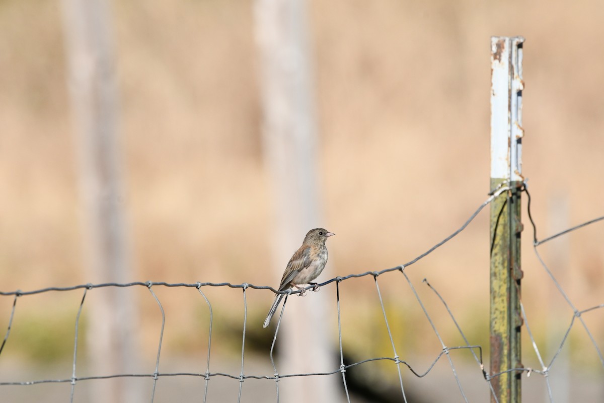 Dark-eyed Junco (Oregon) - ML639128796