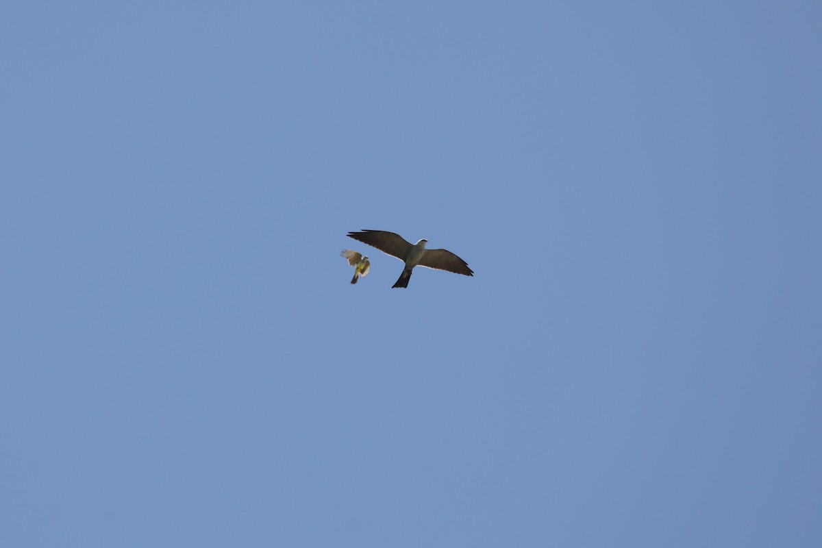 Mississippi Kite - ML639128862