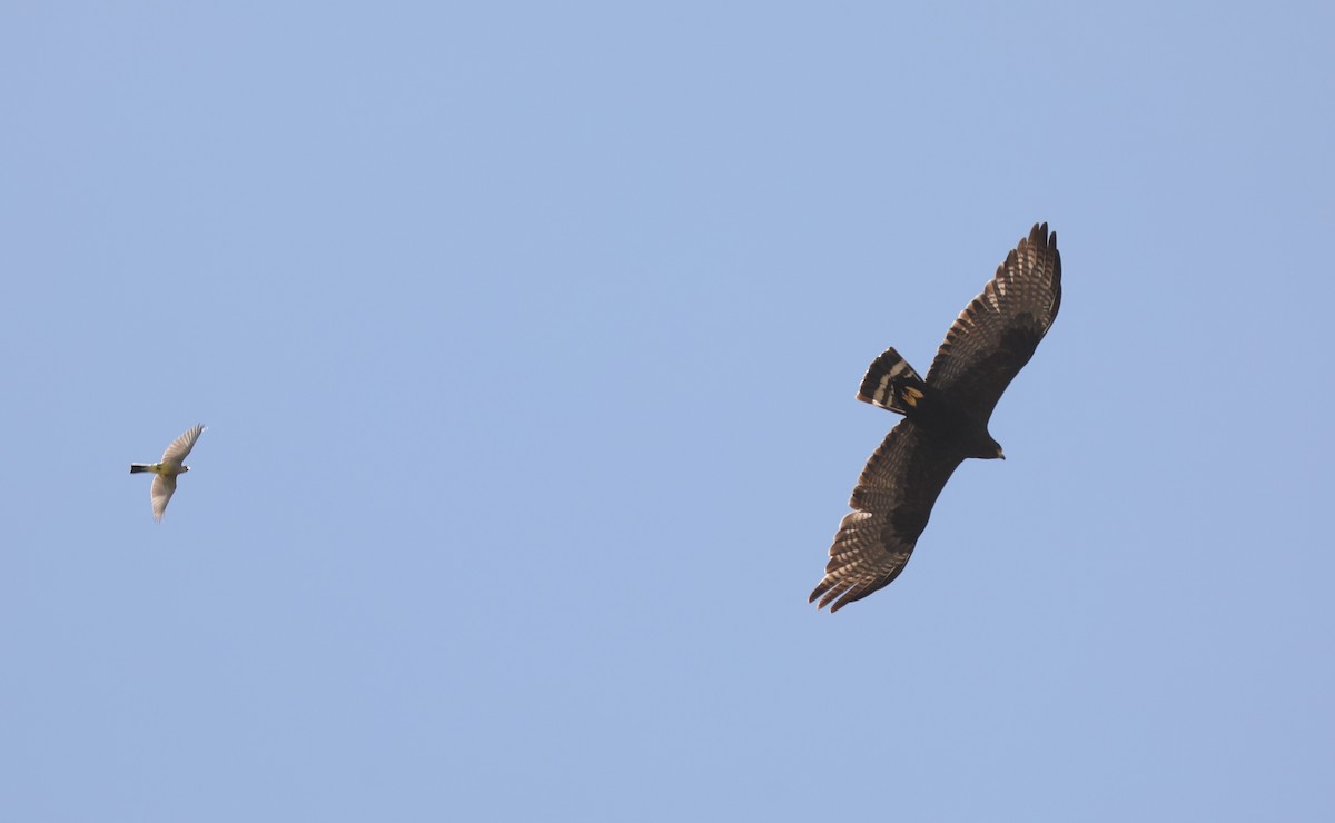 Zone-tailed Hawk - ML639128911