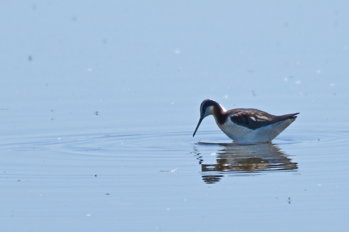 Wilson's Phalarope - ML639128932