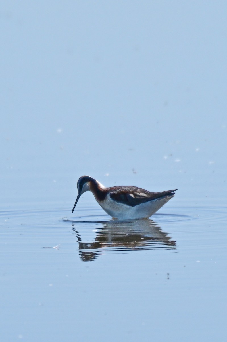 Wilson's Phalarope - ML639128934