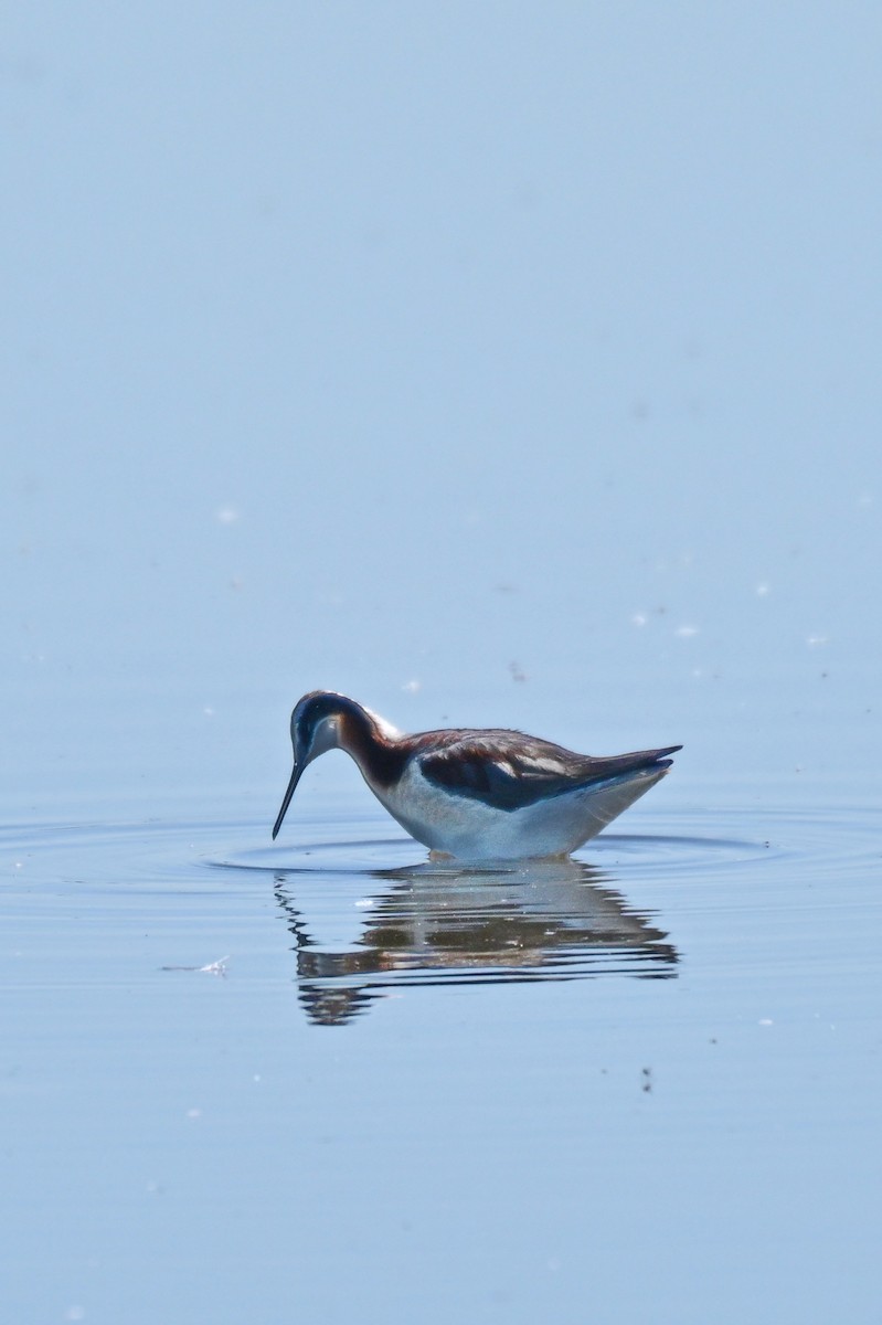 Wilson's Phalarope - ML639128935