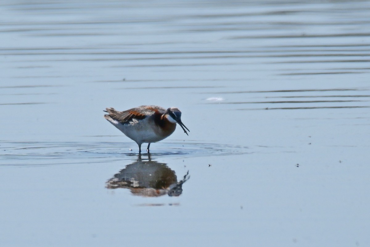 Wilson's Phalarope - ML639128936