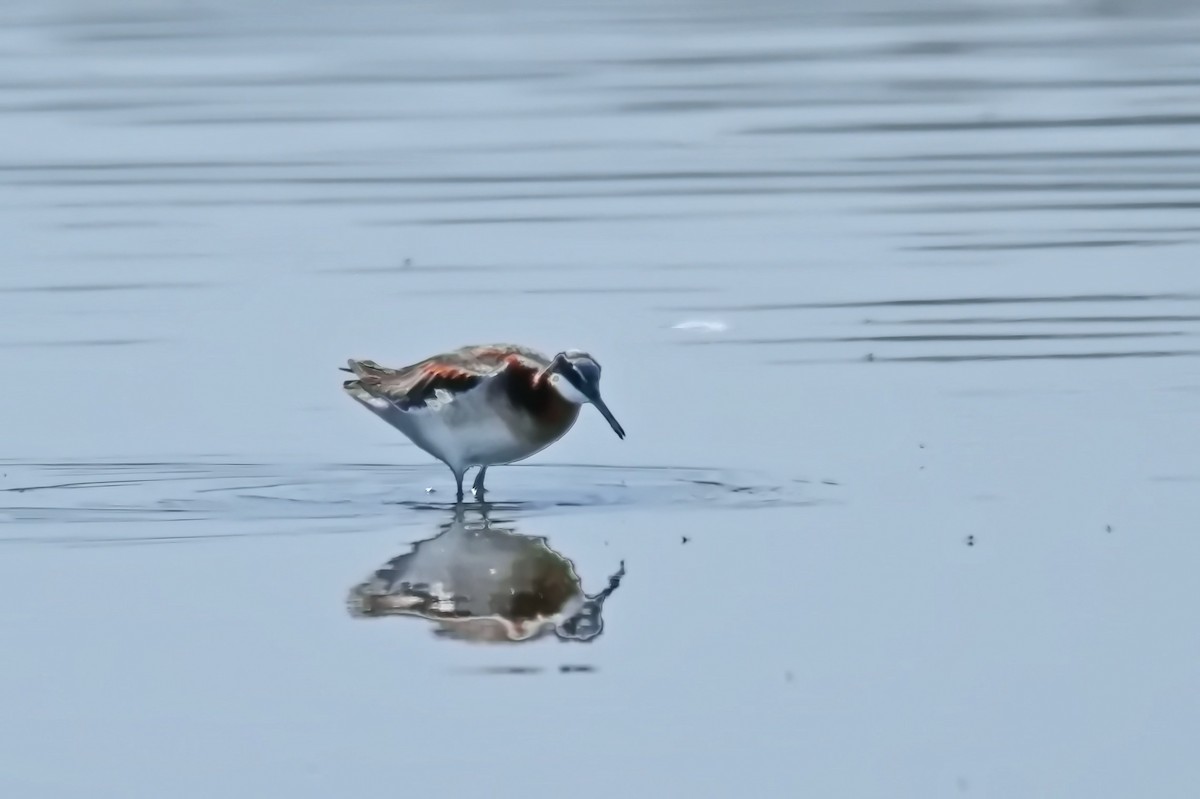 Wilson's Phalarope - ML639128937