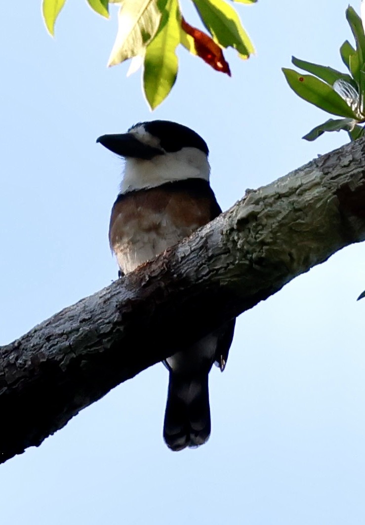 Brown-banded Puffbird - ML639128995