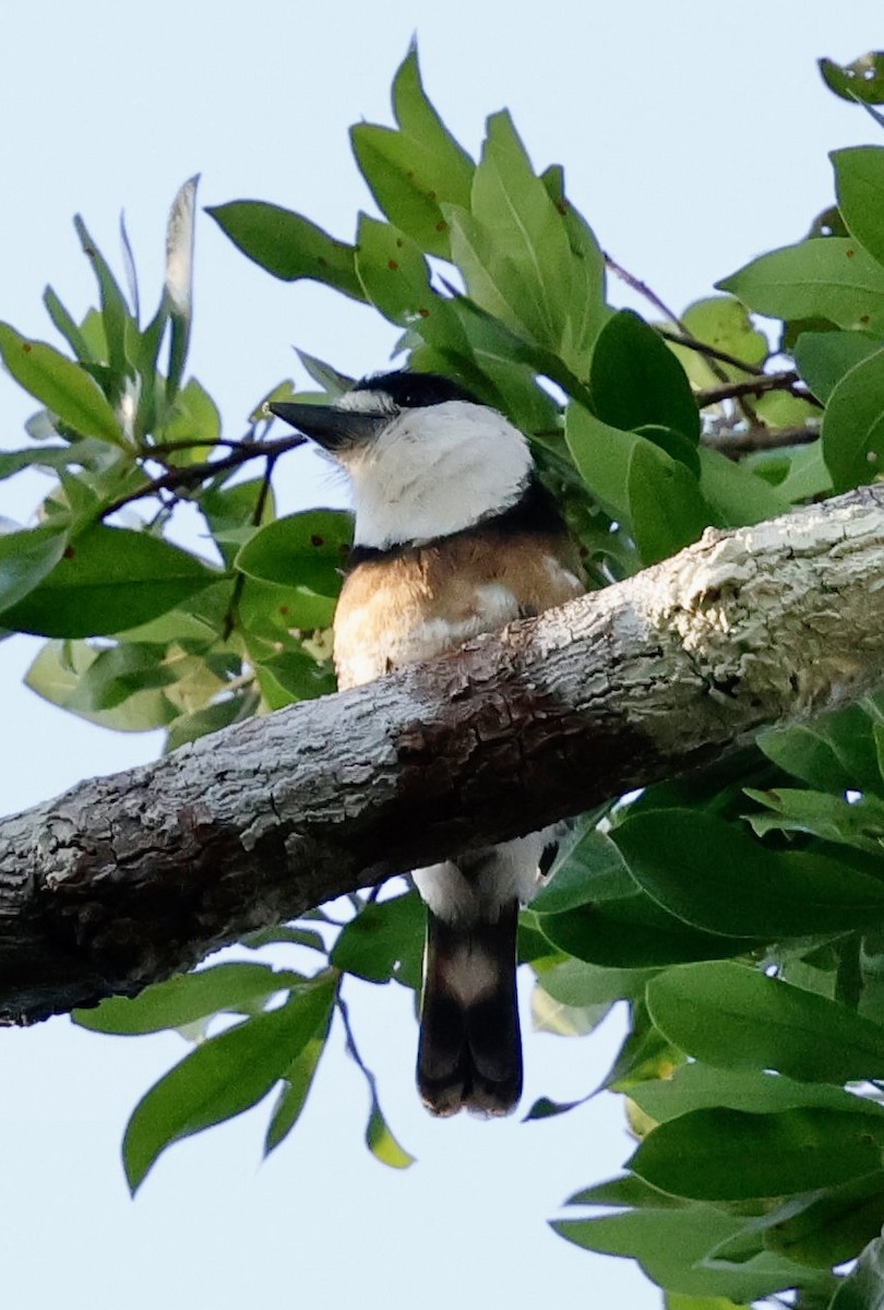 Brown-banded Puffbird - ML639128996