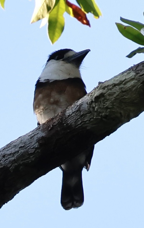 Brown-banded Puffbird - ML639128997