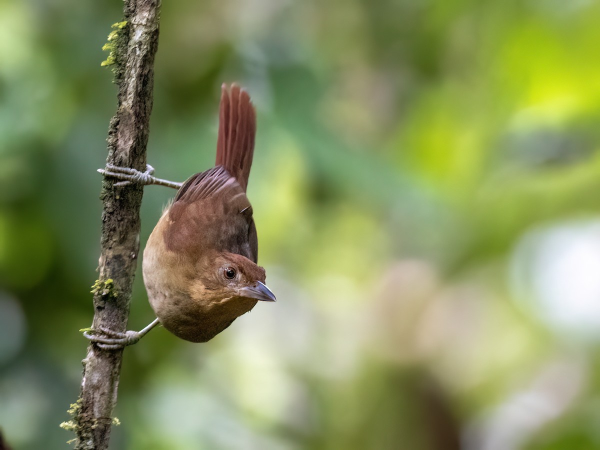 Chestnut-crowned Foliage-gleaner - ML639129013